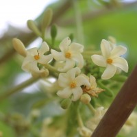 Carica papaya L.